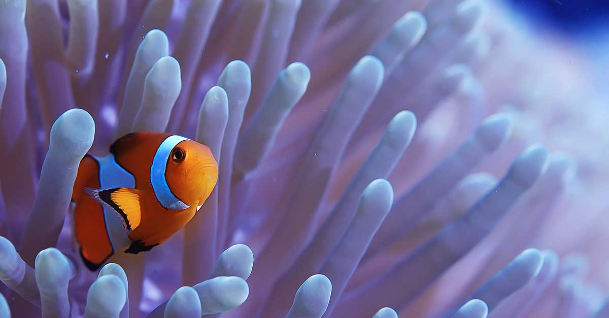 The Ocean as a Metaphor for Life