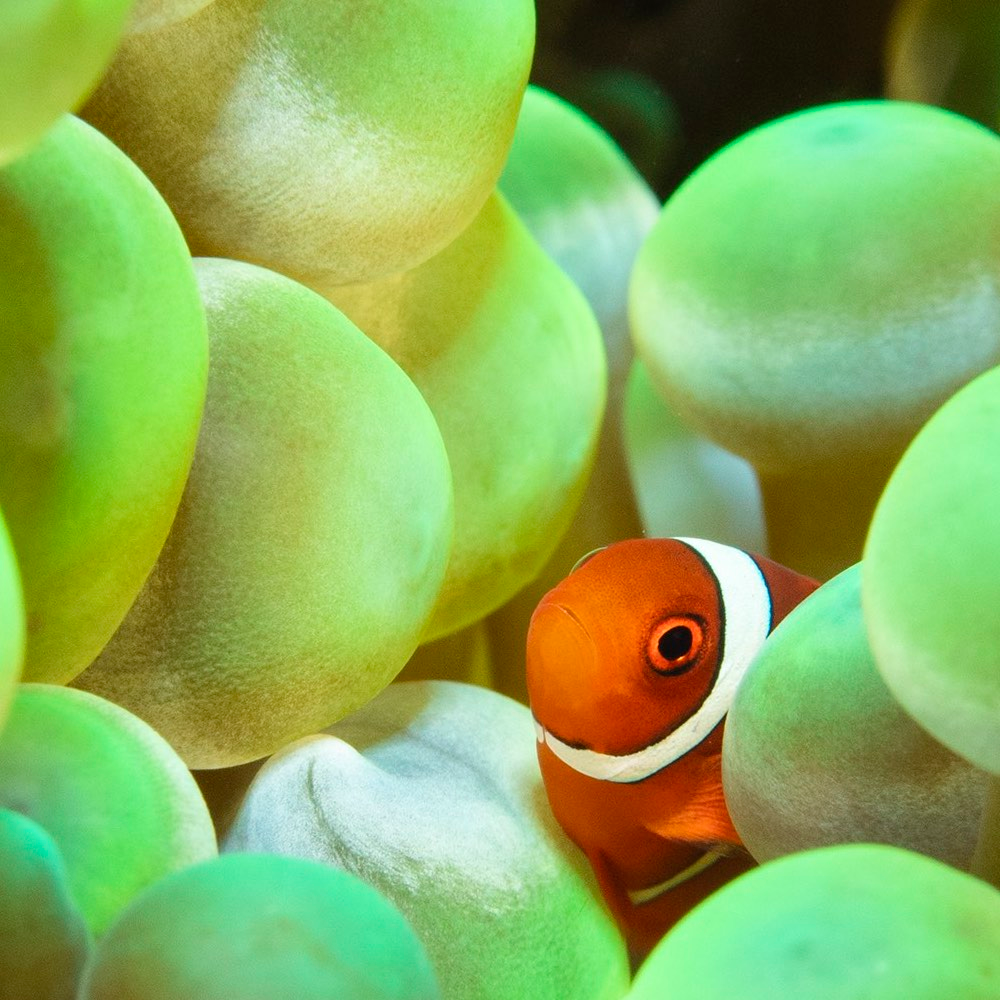 Ocean &amp; Marine Life