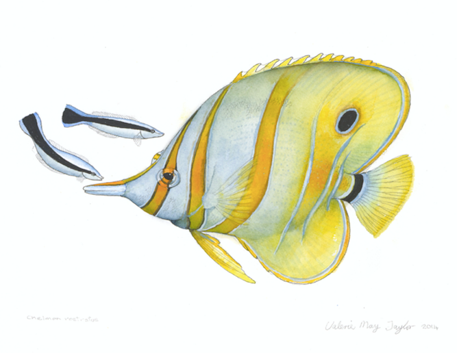 Melody the Mermaid Book - Collector&#39;s Edition Hardbound AUTOGRAPHED COPY