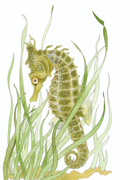 Melody the Mermaid Book - Collector&#39;s Edition Hardbound AUTOGRAPHED COPY